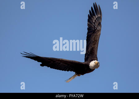 Un Americano aquila calva battenti intorno su una bella giornata. Foto Stock