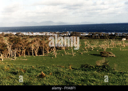 Un insolito spettacolo di un intero gruppo di alberi che era stato eiettato in modo spesso da forti venti oceanici sono state stabilmente appoggiata. Foto Stock