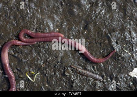 Lombrico Red Worm Californiano