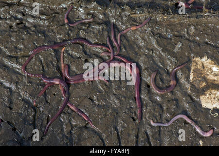 Brandling worm, redworm, tiger wor, Eisenia fetida, sulla superficie del marciume materiale organico Foto Stock