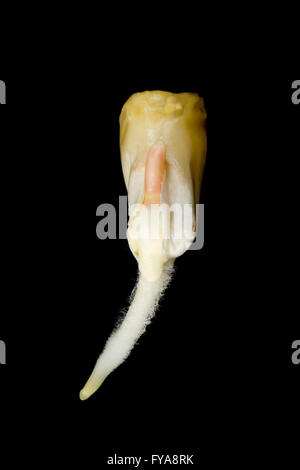 Una germinazione di granturco o di sementi di mais, Zea mays, con radicle, radice e crescita coleoptile sviluppando Foto Stock