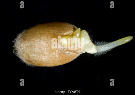 Un seme di germinazione se grano invernale, Triticum aestivum, con radicle, radice di capelli e crescita coleoptile sviluppando Foto Stock