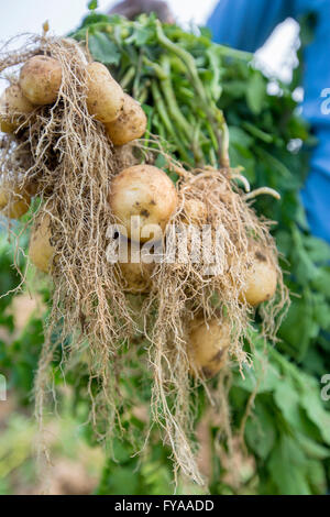 Ritratto di agricoltore di contenimento della patata per fotocamera in campo rurale © jahangir alam onuchcha/alamy Foto Stock