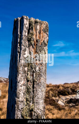 Decadendo in legno texture fencepost Foto Stock