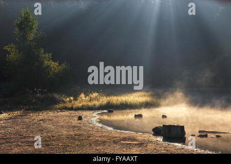 Misty lakeside nella luce del sole di mattina e uno sfondo scuro Foto Stock