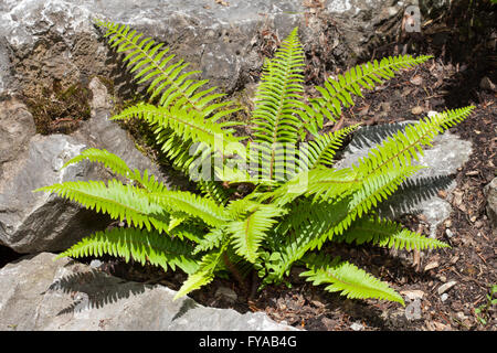 Western spada fern (Polystichum munitum), Nord Reno-Westfalia, Germania Foto Stock