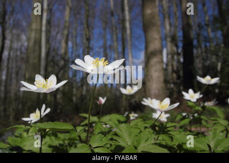 Star-come il legno di anemoni (Anemone nemorosa ,) blossom sul pavimento di un antico Derbyshire woodland, England Regno Unito Foto Stock