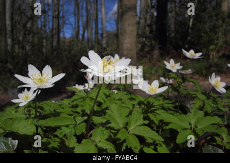 Star-come il legno di anemoni (Anemone nemorosa ,) blossom sul pavimento di un antico Derbyshire woodland, England Regno Unito Foto Stock