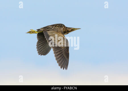 Australasian tarabuso in volo. Foto Stock