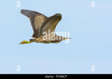 Australasian tarabuso in volo. Foto Stock