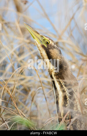 Australasian tarabuso ritratto. Foto Stock