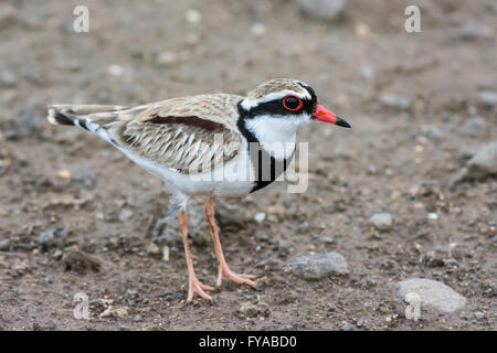 Fronteggiata nero beccaccia. Foto Stock