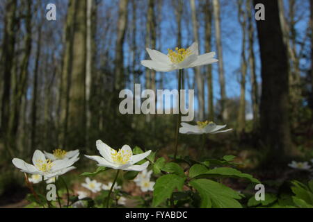 Anemoni di legno (Anemone nemorosa ,) blossom sul pavimento di un antico Derbyshire bosco in prossimità di Chesterfield in primavera - Aprile 2016 Foto Stock