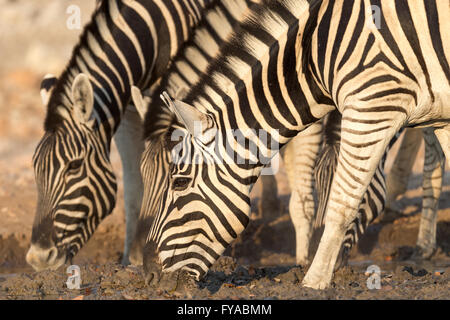 La zebra di Plain, la corsa di Burchell, bevendo al buco d'acqua, al crepuscolo, al Parco Nazionale di Etosha, Namibia Foto Stock