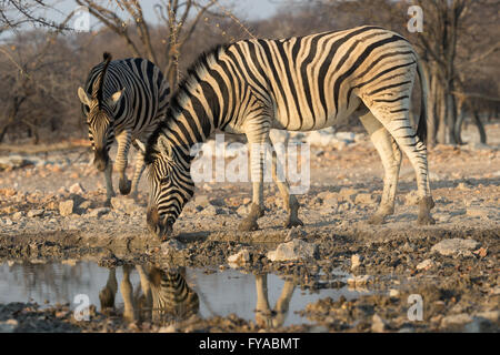 La zebra di Plain, la corsa di Burchell, bevendo al buco d'acqua, al crepuscolo, al Parco Nazionale di Etosha, Namibia Foto Stock