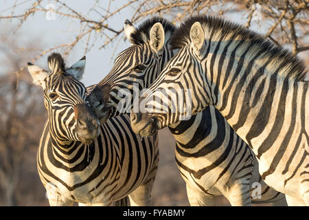 Zebra di Plain, gara di Burchell, post-bere, crepuscolo, Parco Nazionale di Etosha, Namibia Foto Stock