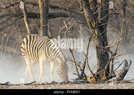 La zebra di Plain, la corsa di Burchell, subito dopo aver fatto un bagno di polvere, il crepuscolo, il Parco Nazionale di Etosha, Namibia Foto Stock