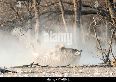 La zebra di Plain, la corsa di Burchell, rotolando nella polvere, il crepuscolo, il Parco Nazionale di Etosha, Namibia Foto Stock