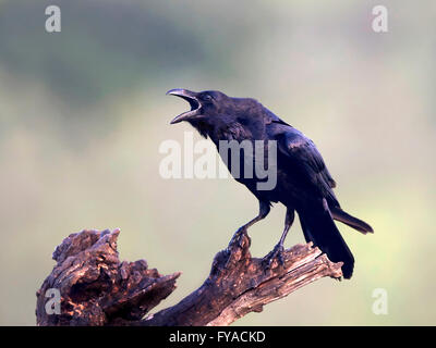 Raven comune seduto su un ramo con becco aperto Foto Stock