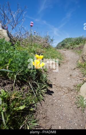 Wild California poppies crescente lungo il lato di un sentiero escursionistico a Salt Point State Park nel nord della California, Stati Uniti d'America. Foto Stock
