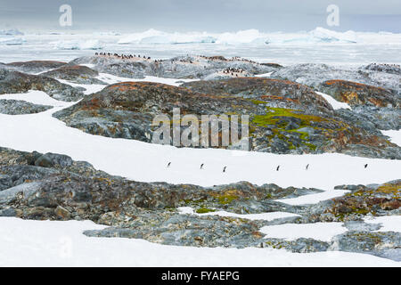 Adelie penguin Pygoscelis adeliae, colony & rookeries tra neve e ghiaccio e roccia, Isola Yalour, Penisola Antartica in gennaio. Foto Stock