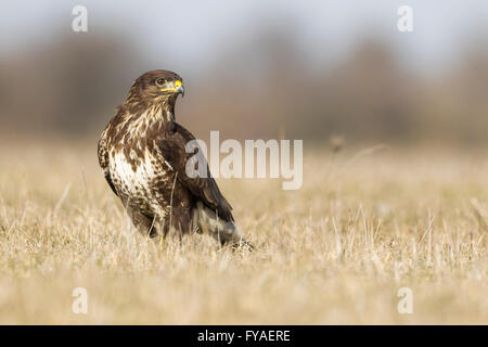 Comune poiana Buteo buteo, appoggiata sul terreno in inverno la prateria, Tiszaalpár, Ungheria a febbraio. Foto Stock