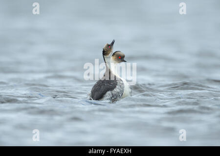 Svasso argenteo Podiceps occipitalis, coppia, danza di corteggiamento, lunga vasca, Sea Lion Island, Isole Falkland in dicembre. Foto Stock