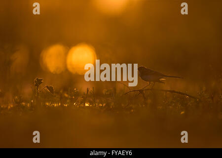 White wagtail Motacilla alba alba, appollaiato su ramoscello su marsh di sunrise, Tiszaalpár, Ungheria in giugno. Foto Stock