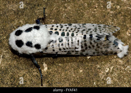 Leopard Moth (Zeuzera pyrina) dall'alto. Suggestiva e insolita falena bianco con macchie nere, nella famiglia Cossidae Foto Stock