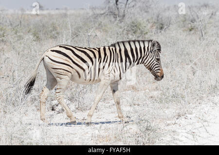 Zebra di Plain, gara di Burchell, Etosha National Park, Namibia Foto Stock