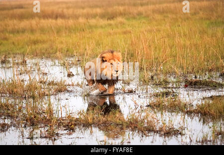 Lion (Panthera leo) passeggiate attraverso il fiume di acqua nelle prime ore del mattino in Duba Plains, Kwedi Riserva, Okavango Delta, il Kalahari, Botswana Foto Stock