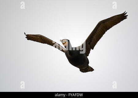 Double-crested cormorano in volo Foto Stock