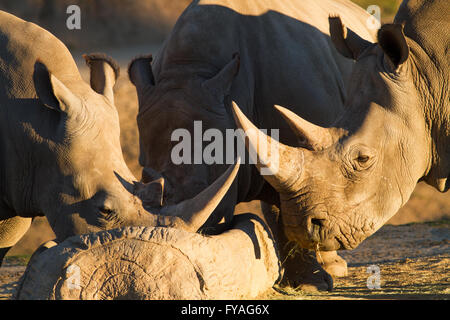 White Rhino (Ceratotherium simum) Coppia di bere Foto Stock