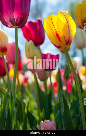 Bella primavera tulipani sul display brillanti al Papilion tulip garden in Muskogee, Oklahoma. Foto Stock