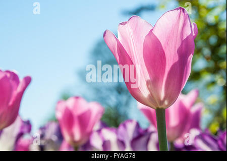 Tulipani rosa retroilluminati da sole in una bella giornata di primavera. Foto Stock