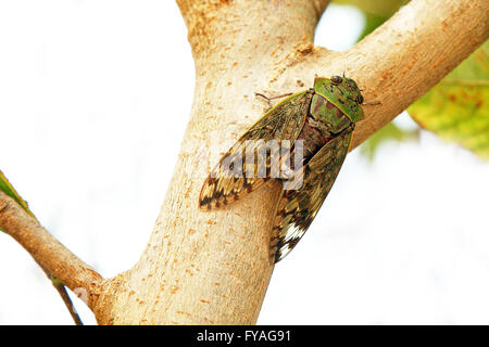 Close-up di verde cicala insetto su un tronco di albero in Tanzania Foto Stock