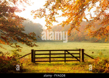 Cancello in legno per un prato con la luce del sole che splende attraverso gli alberi in una foresta durante l'autunno. Foto Stock