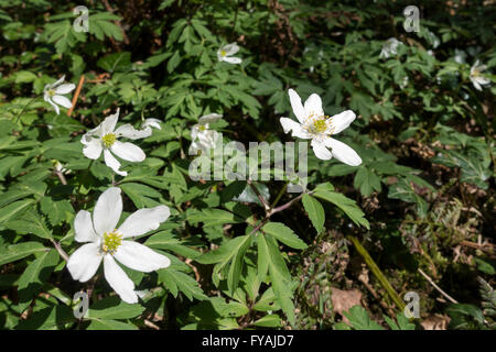 Legno (Anemone Anemone nemorosa ,) in fiore Foto Stock