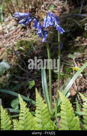 Un intrico di Bluebells in Galles Foto Stock