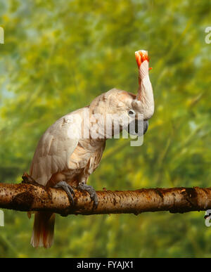 Cockatoo seduto su un ramo, all'esterno. Foto Stock