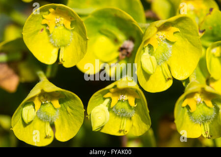 Close up macro dei singoli fiori nella testa del Mediterraneo di euforbia, Euphorbia characias wulfenii ssp Foto Stock