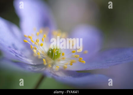 Chiusura del bel blu fiore Robinsoniana ANemone. Un dolce primavera fioritura delle piante. Foto Stock