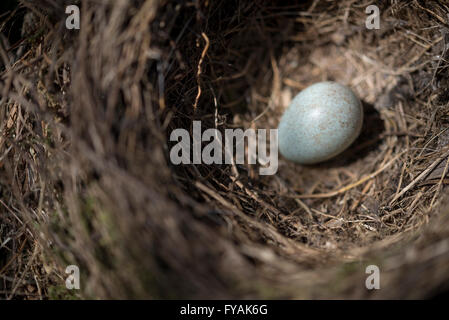 Close up di un singolo Blackbird uovo in un nido in primavera. Foto Stock