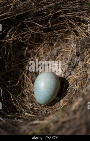 Close up di un singolo Blackbird uovo in un nido in primavera. Foto Stock