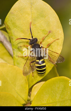 Maschio del Gooden Nomad Bee Foto Stock