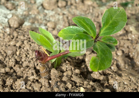 Die Christrose ist eine Heilpflanze und Arzneipflanze, Wildpflanze die im inverno blueht weiss Foto Stock