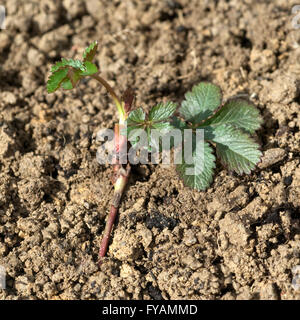 Kriechende Fingerkraut, Potentilla reptans Keimling; Foto Stock