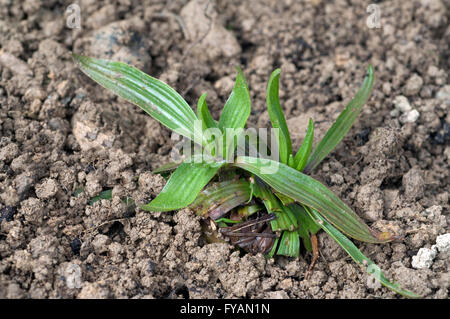 Jungpflanze, Spitzwegerich, planzago; Lanceolata Foto Stock