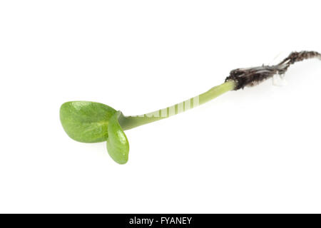 Sonnenblume;; Helianthus annuus; Keimling Foto Stock