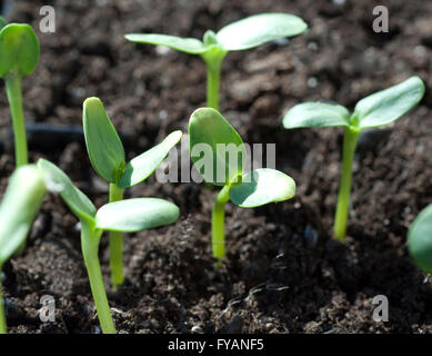 Sonnenblume;; Helianthus annuus; Keimling Foto Stock